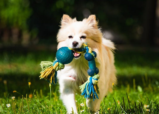 Top 5 Must-have Pet Supplies Every Home Should Have