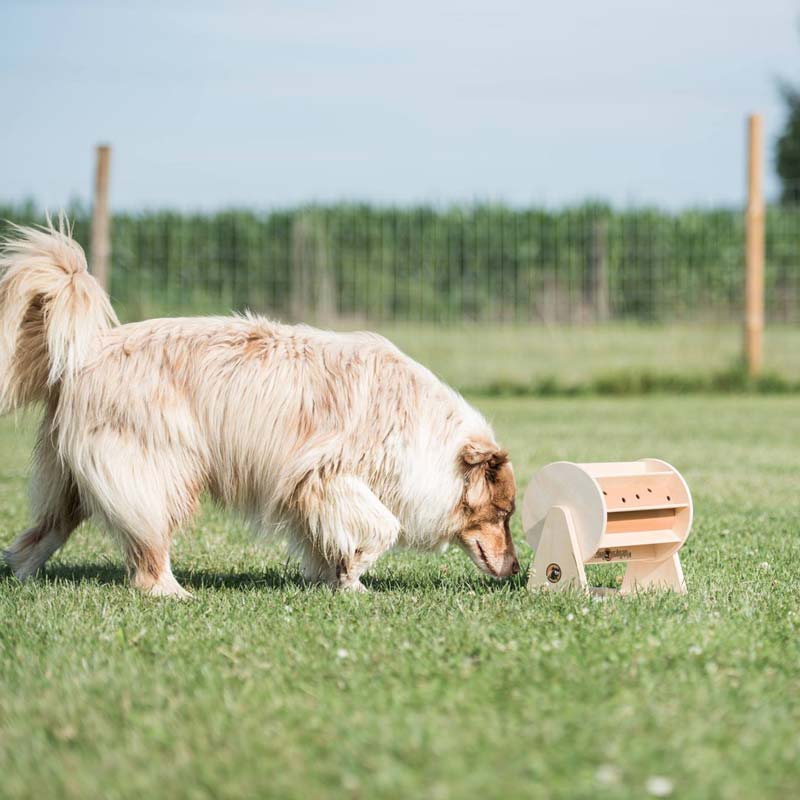 Interactive Pet Games